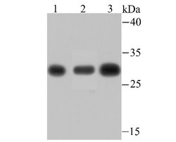 PSMA1 Rabbit anti-Human, Mouse, Rat, Clone: JU66-24, Novus Biologicals